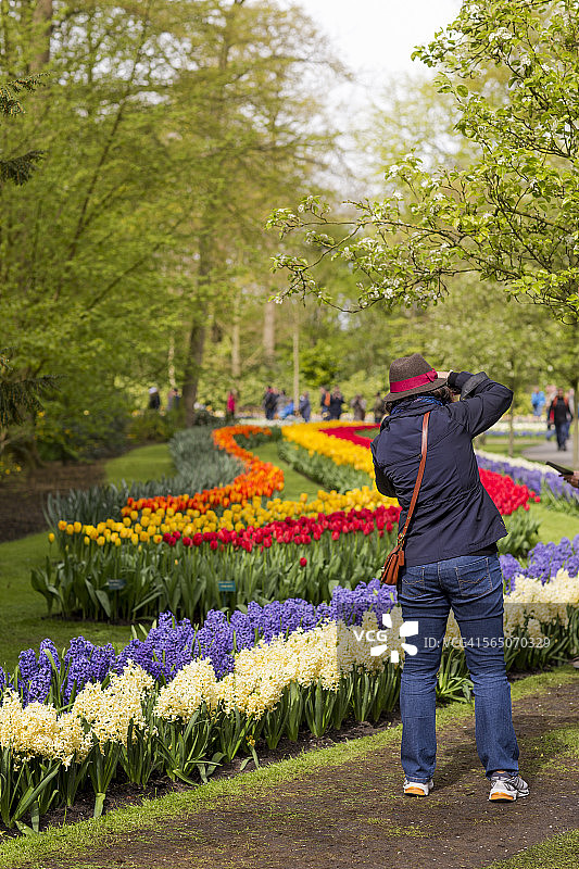 男人在库肯霍夫花园拍摄郁金香花坛图片素材