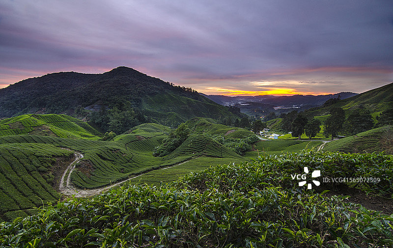 马来西亚彭亨州金马仑高原的碧兰璋图片素材