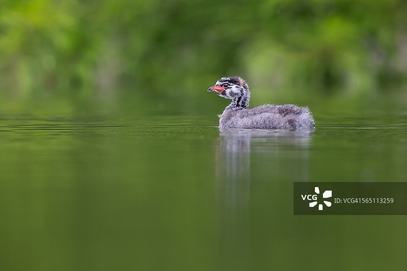 小䴙䴘图片素材