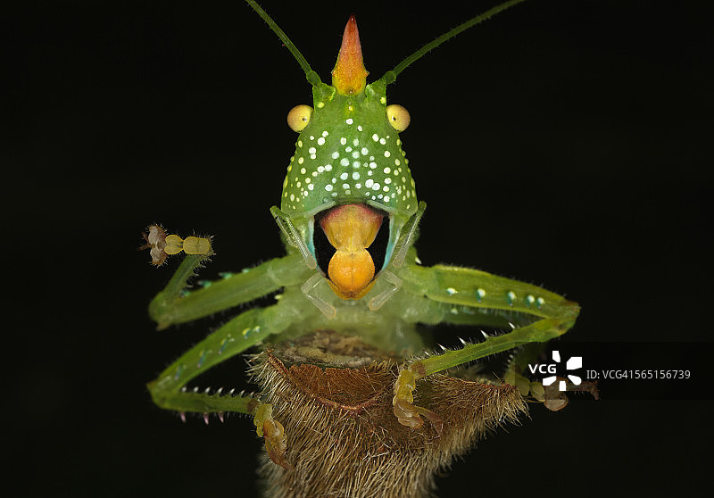 Copiphora图片素材