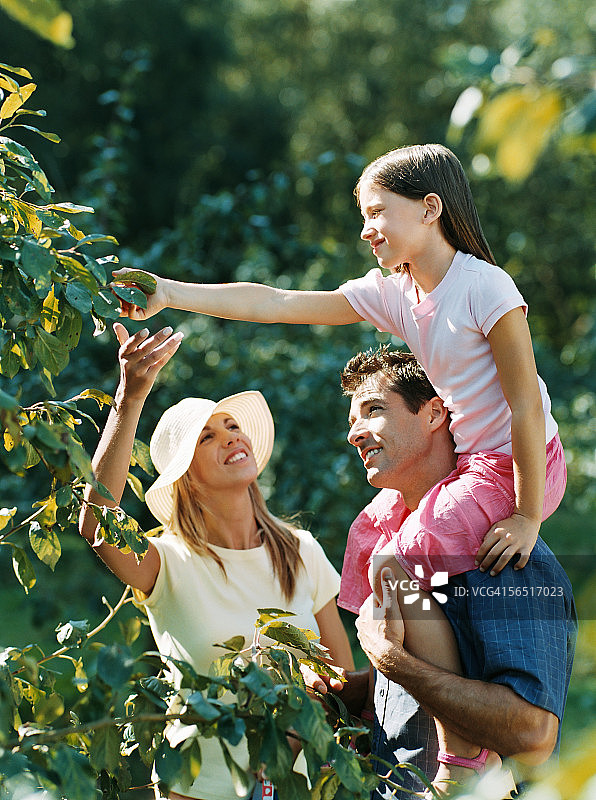 情侣和女儿正在采摘水果图片素材