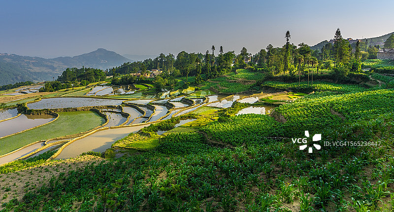 中国云南元阳的绿色梯田图片素材