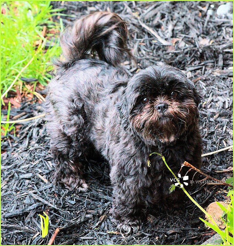 黑色西施犬图片素材