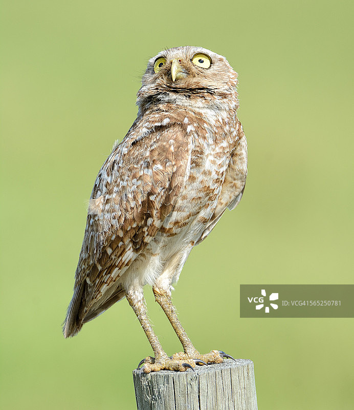 栖息在篱笆柱上的穴鸮图片素材