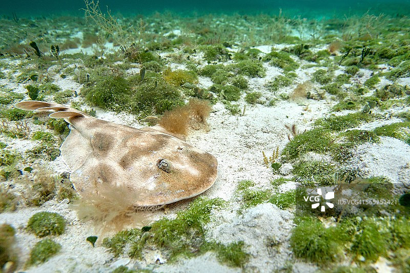 科祖梅尔岛的小电鳐图片素材