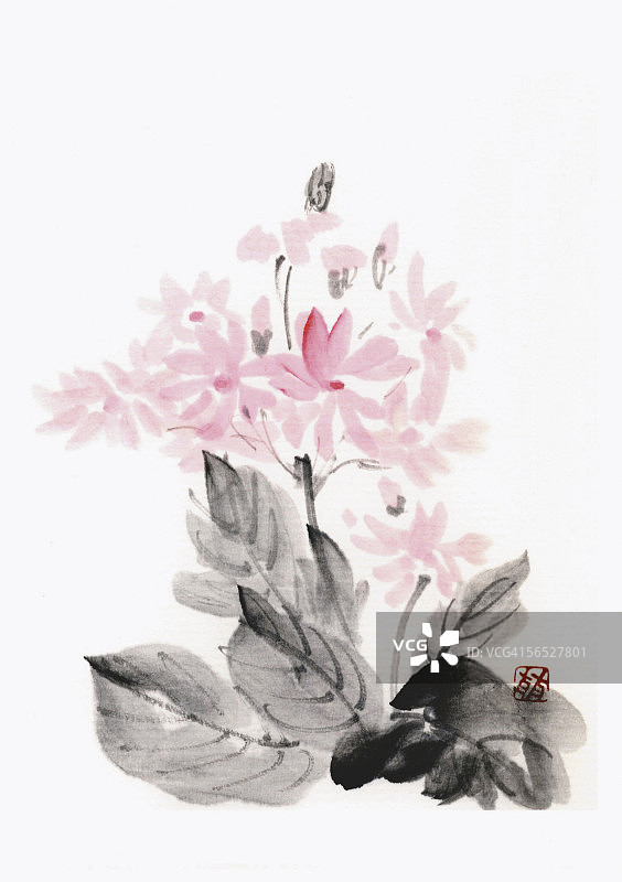 报春花科图片素材