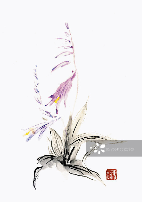 白色边 Plantain-lilys图片素材