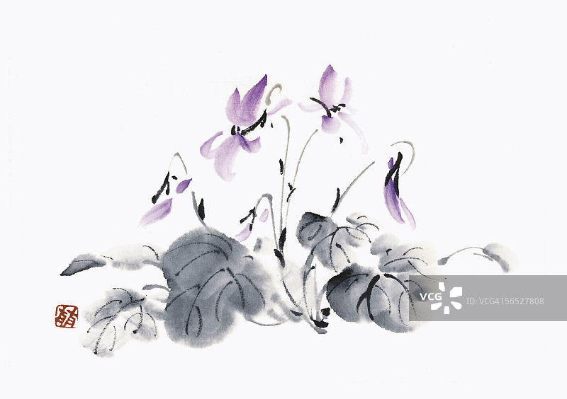 紫罗兰图片素材