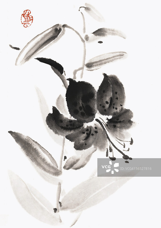 百合花图片素材