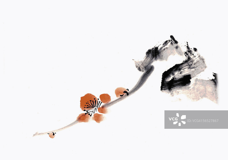 山茶花图片素材