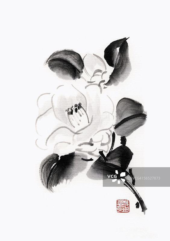 山茶花图片素材