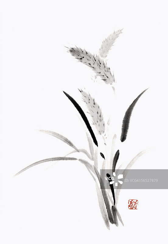 狗尾草图片素材