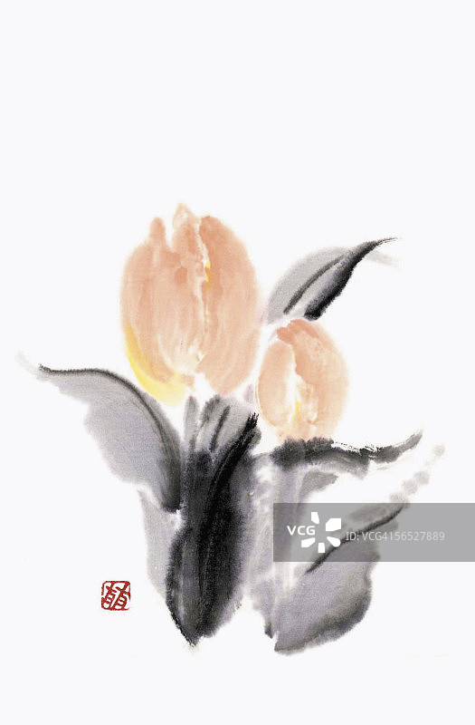 郁金香图片素材