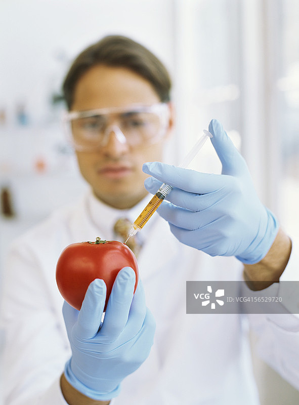 男科学家将液体注入番茄图片素材