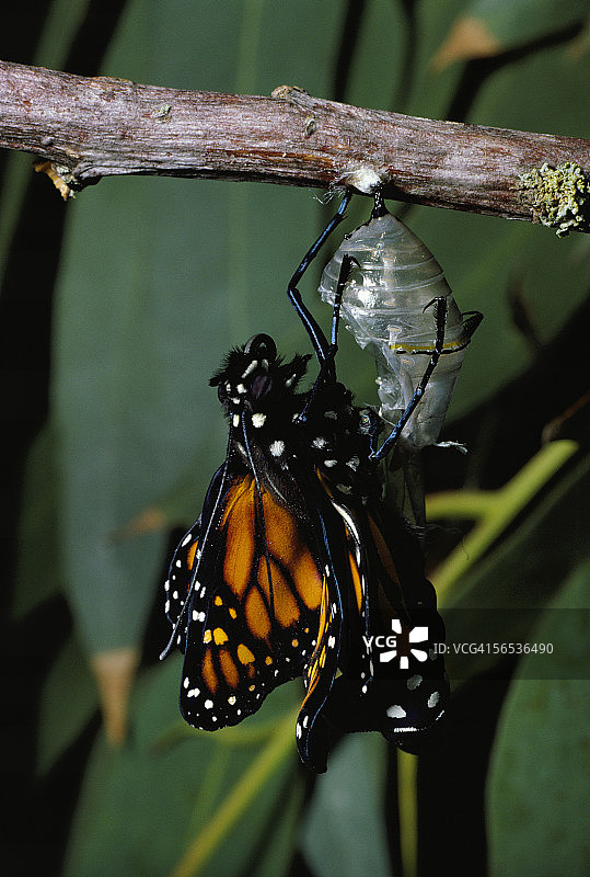 刚从蛹中羽化而出的帝王蝶图片素材