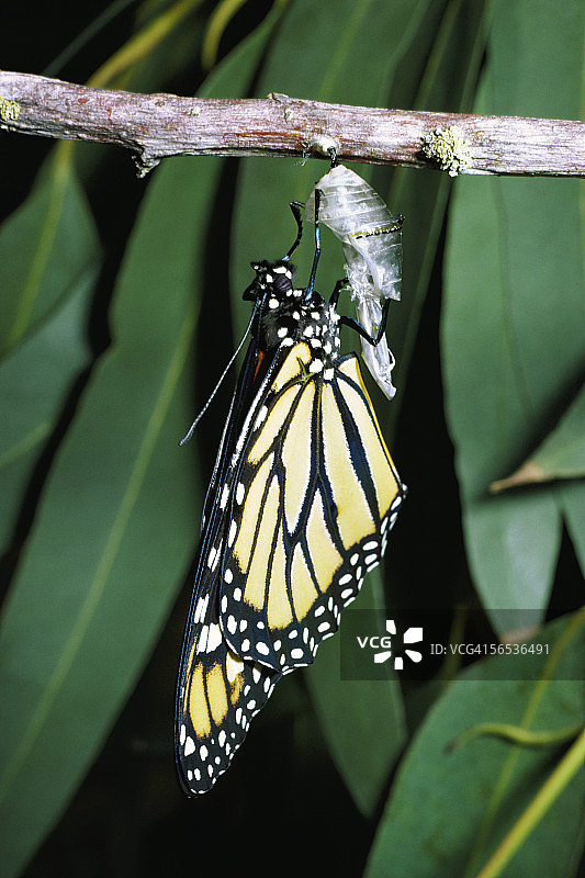 刚从蛹中羽化而出的帝王蝶图片素材