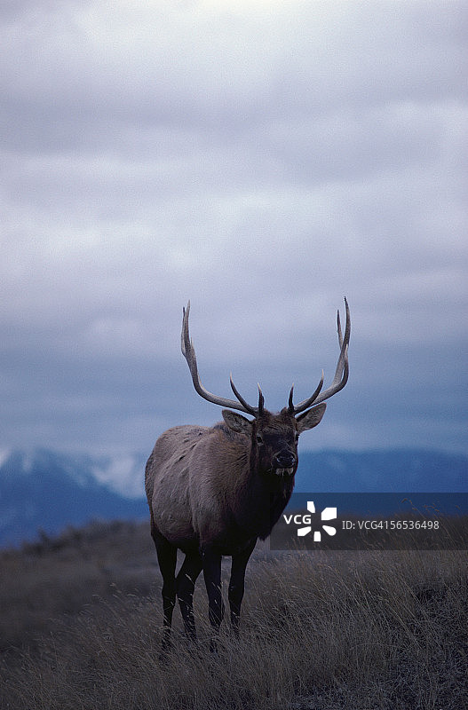 站在山脉上的雄麋鹿图片素材