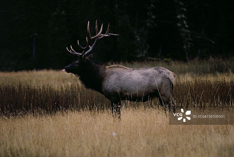 麋鹿在长草中伸出舌头，北美黄石国家公园图片素材