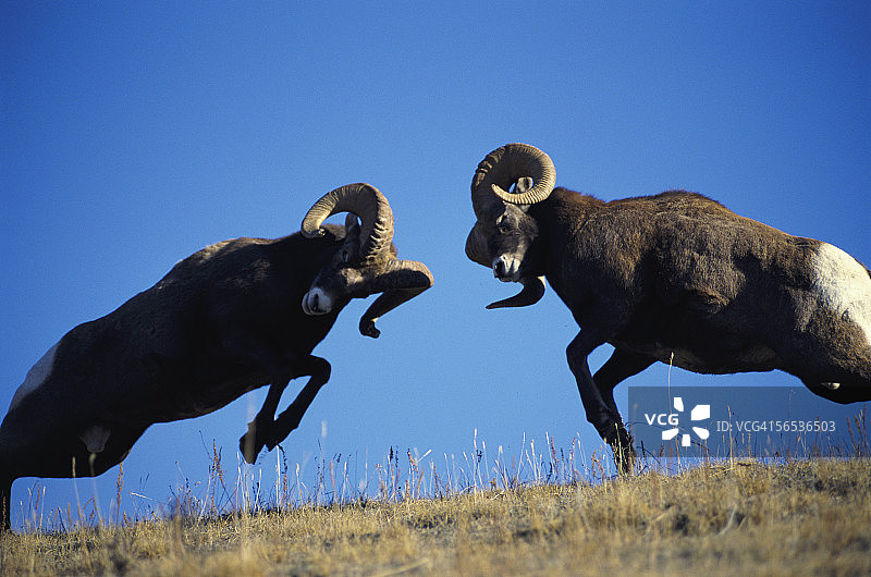 公羊通过撞头展示传统的交配季节行为。加拿大盘羊。图片素材