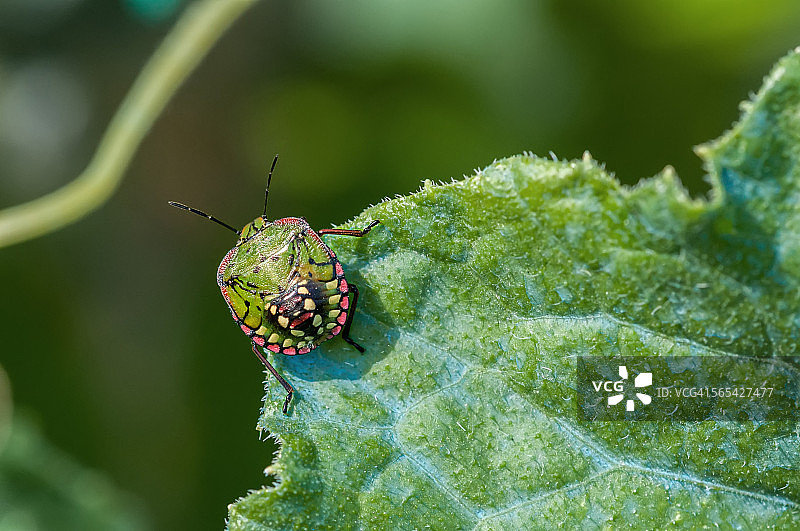 南方绿蝽的微距图片素材