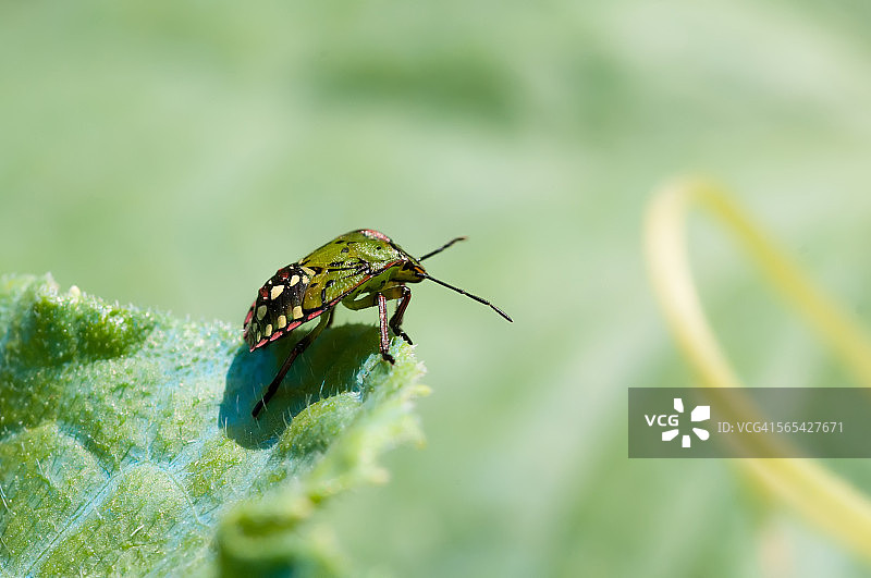 南方绿蝽的微距图片素材