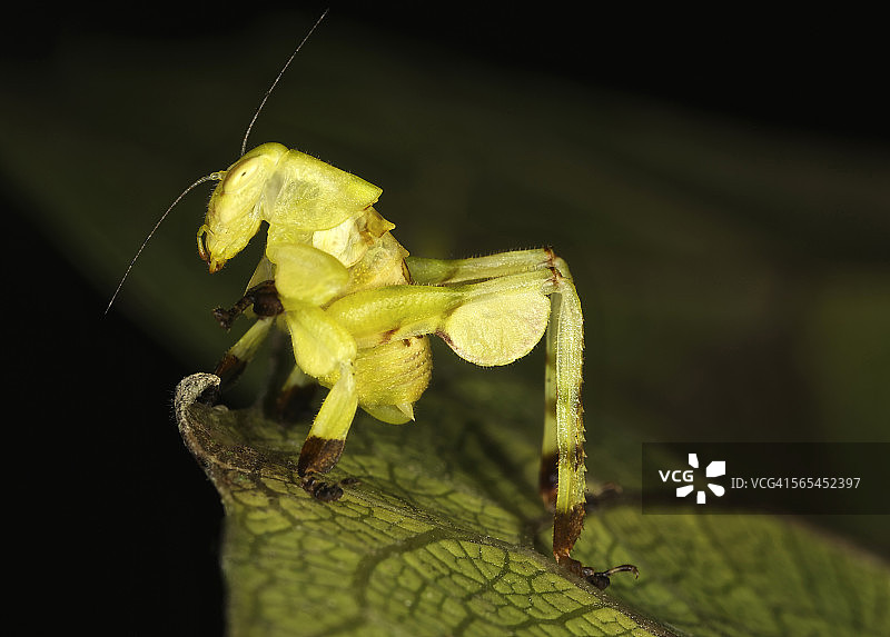 无名螽斯若虫图片素材