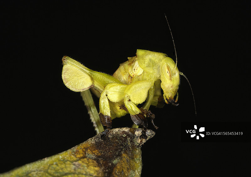身份不明的螽斯若虫图片素材