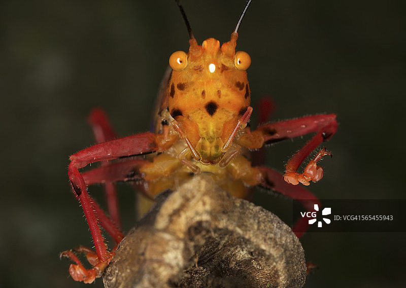 Vestria sp. II图片素材