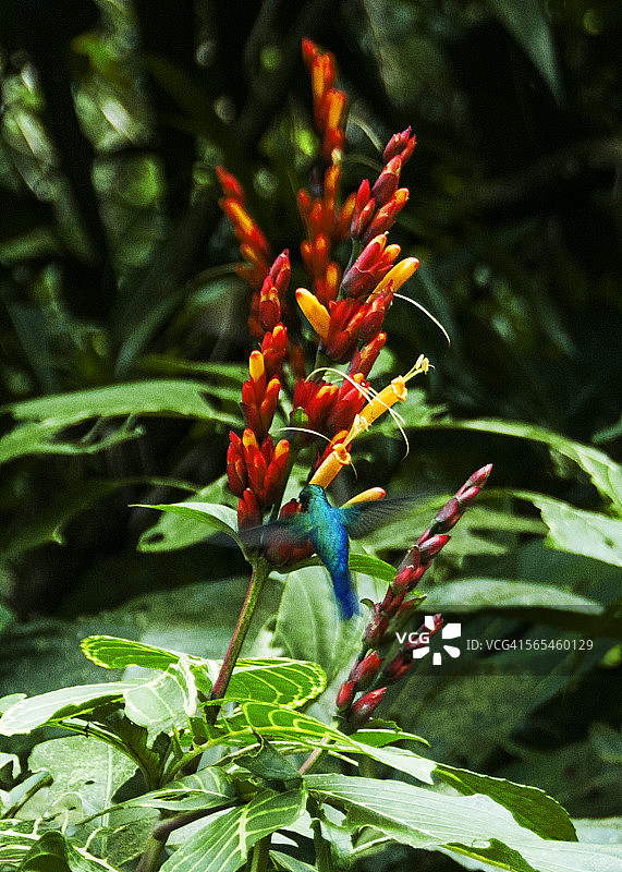 雨林中飞行的蜂鸟图片素材