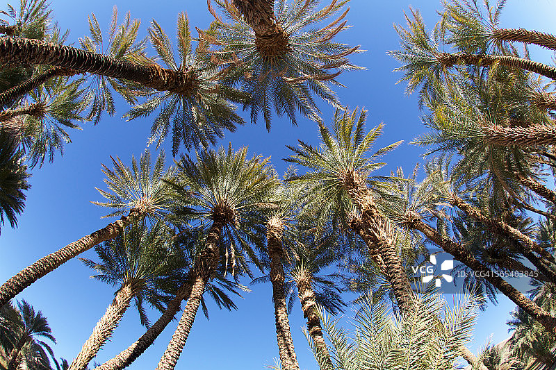 死亡谷中的枣椰树图片素材