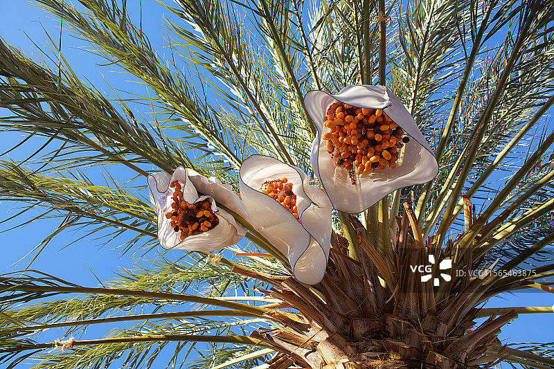 死亡谷中的枣椰树图片素材