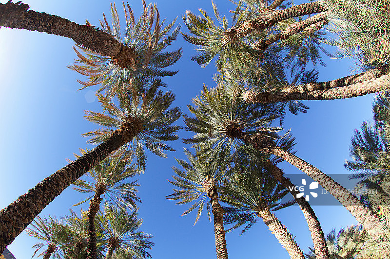 死亡谷中的枣椰树图片素材