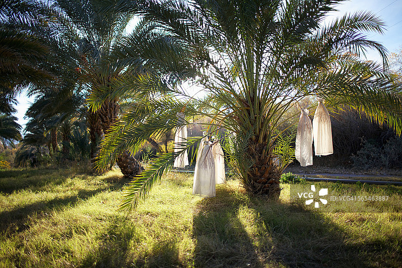 死亡谷中的枣椰树图片素材