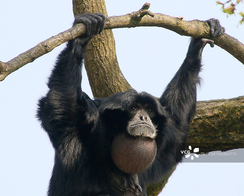 雌性合趾猿图片素材