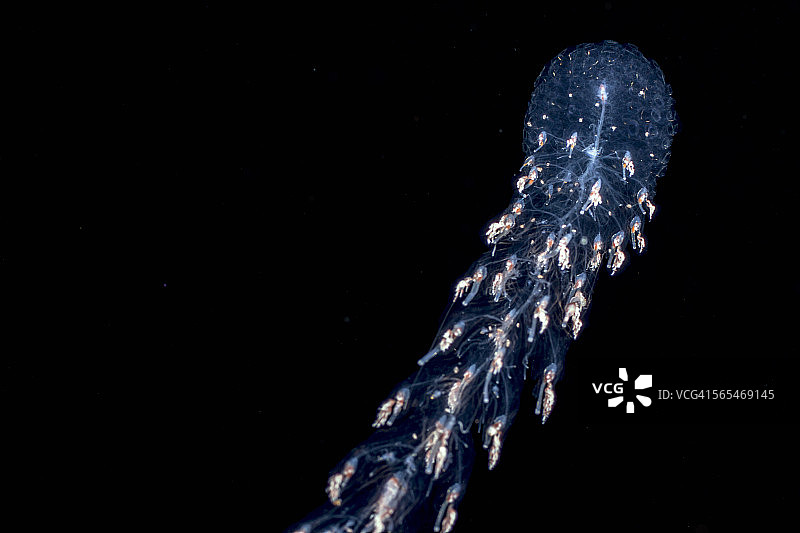 管水母群落图片素材