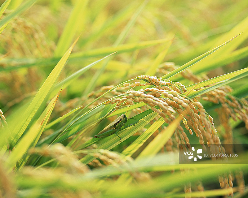 蝗虫与稻米特写图片素材