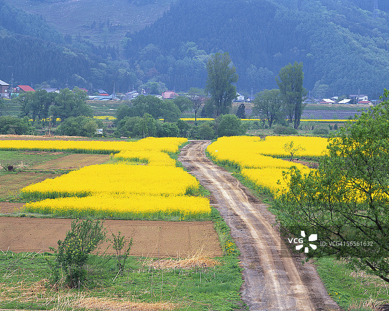 日本长野县饭山市的芥菜花田图片素材