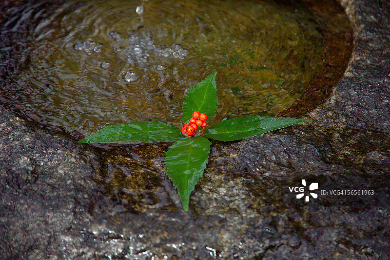 水盆里的草珊瑚图片素材