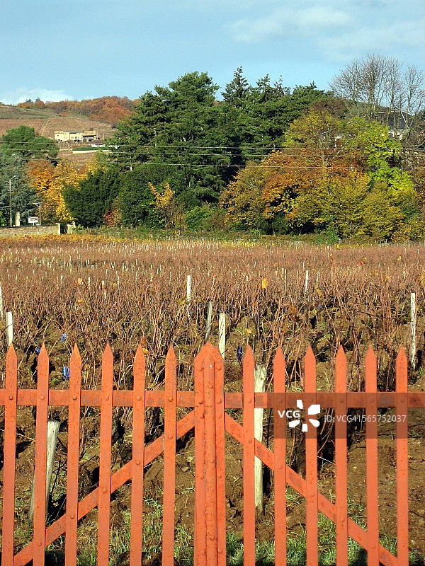 法国罗纳-阿尔卑斯博若莱福乐里图片素材