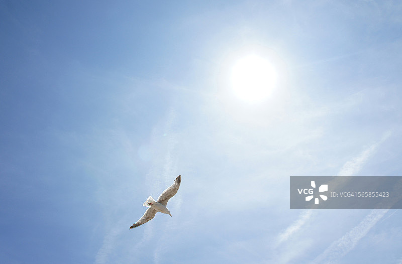 海鸥与天空图片素材