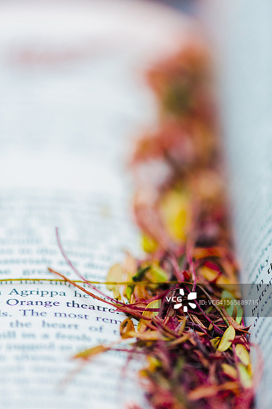 书页上的落叶碎片特写图片素材