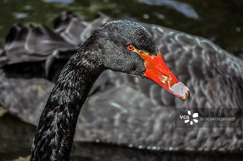 摄政公园的黑天鹅图片素材