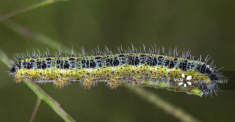 甘蓝菜粉蝶图片素材