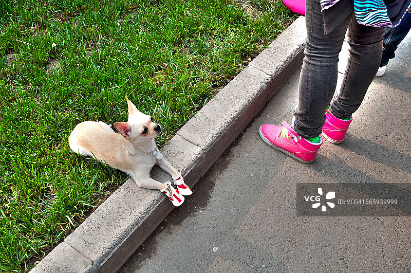 在北京，一只狗穿着鞋子，露出人的腿图片素材