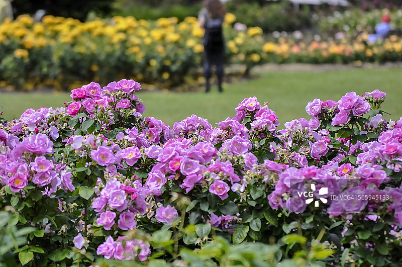 粉色玫瑰图片素材