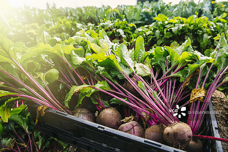 农场田地里板条箱中的新鲜甜菜特写图片素材
