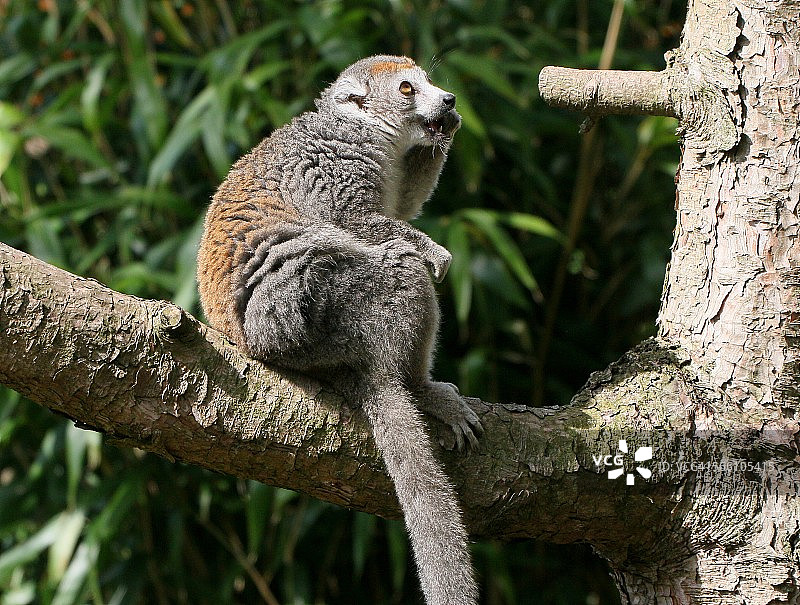 戴冕狐猴（雌性）图片素材