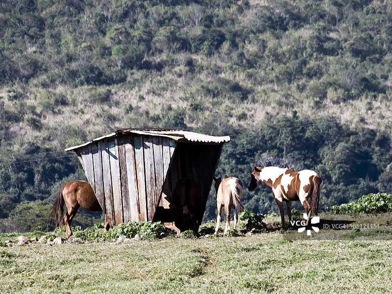 巴西隆德里纳养马场图片素材