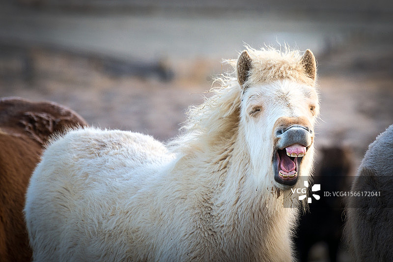 大笑的马图片素材