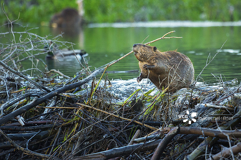 忙碌的海狸图片素材